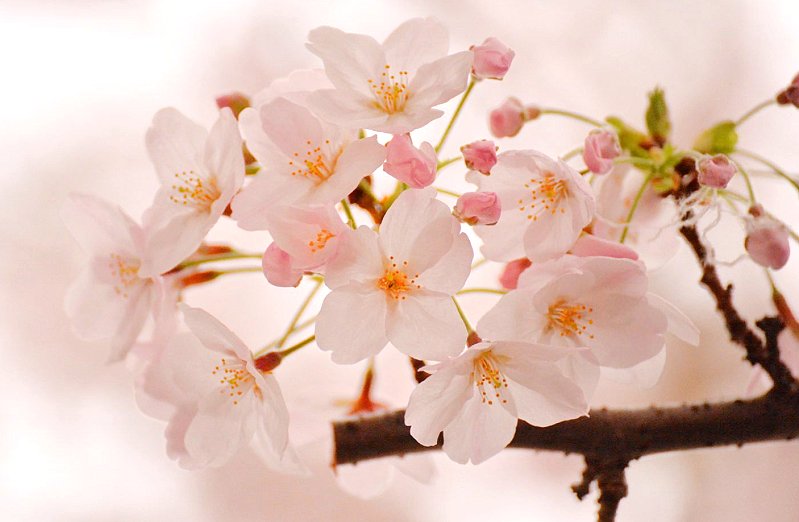 桜の花のイメージ写真