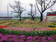 KLFC円形花壇と隣接する花壇2